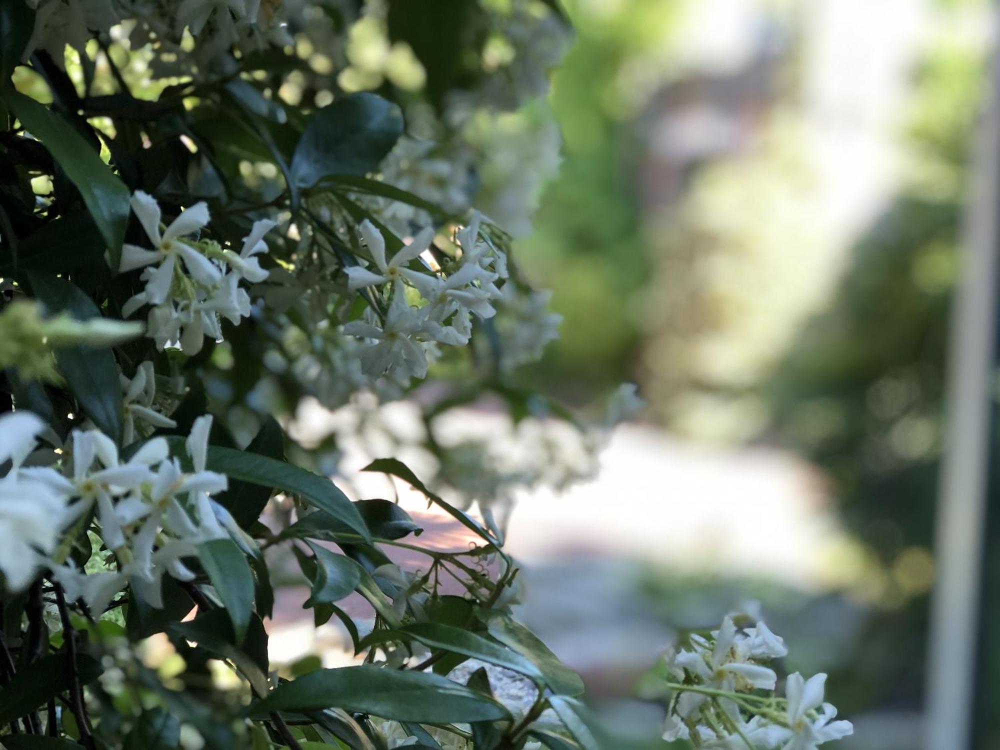 Aux Herbes Hautes Fleurbaix Esterno foto